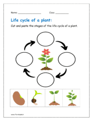 Cut and paste the stages of the life cycle of a plant