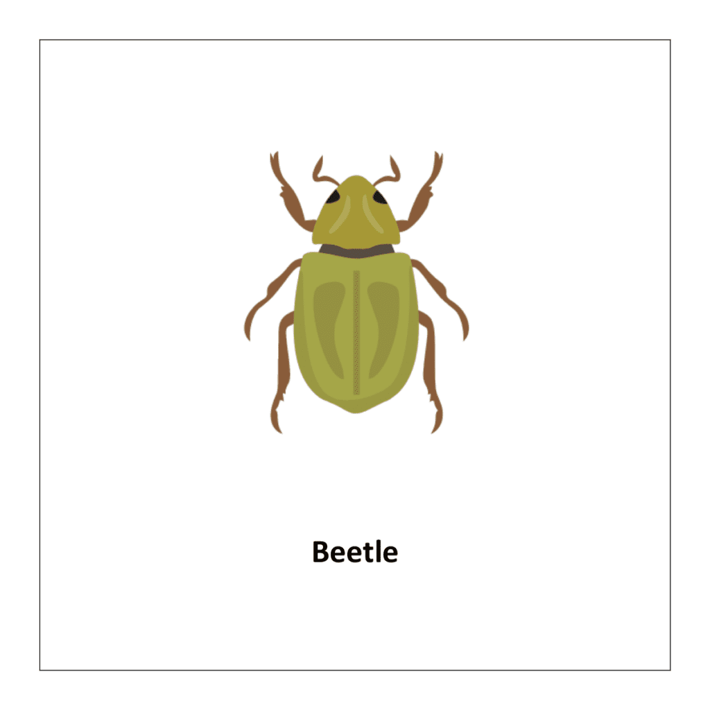  Beetle