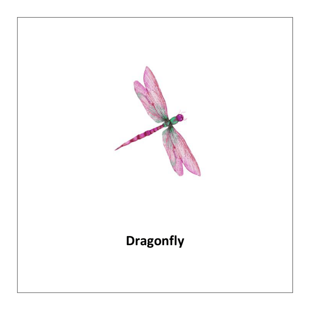 Dragonfly: insects flashcards free printable