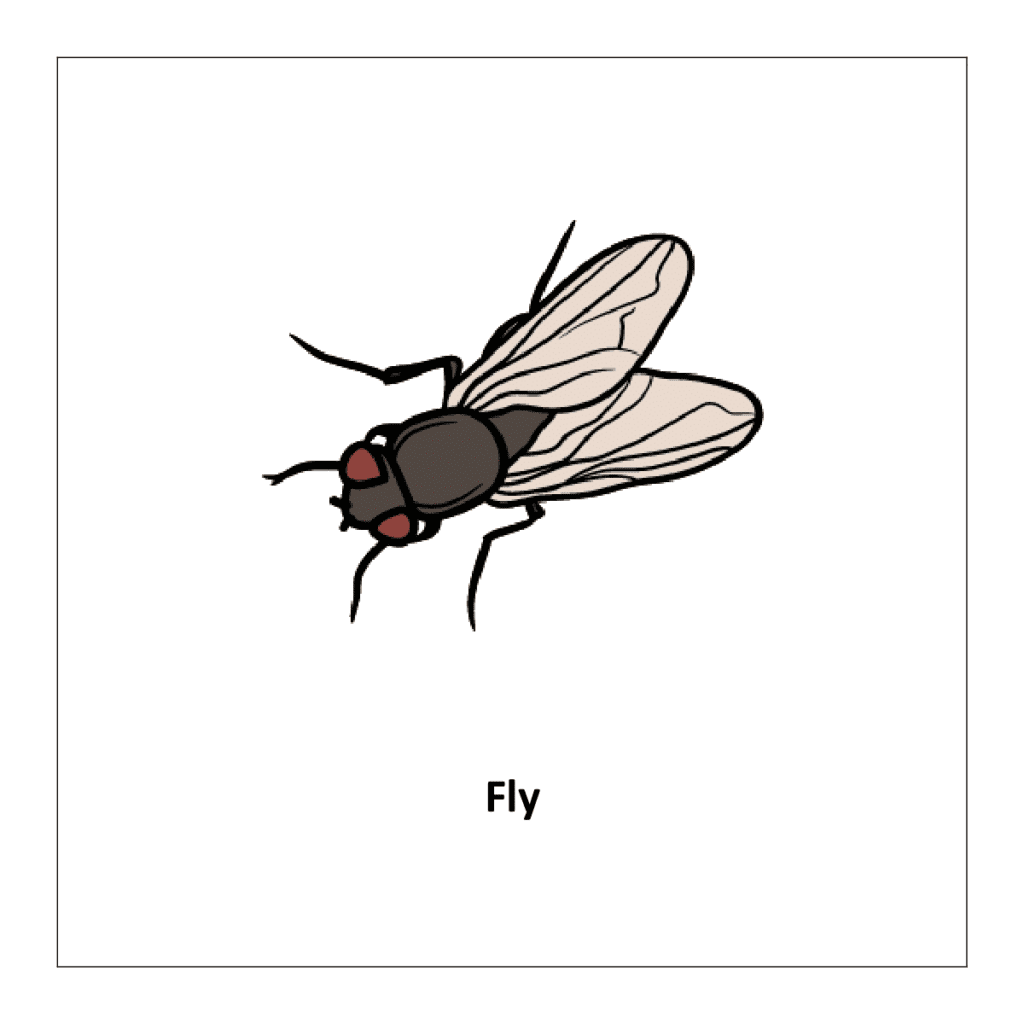 Fly