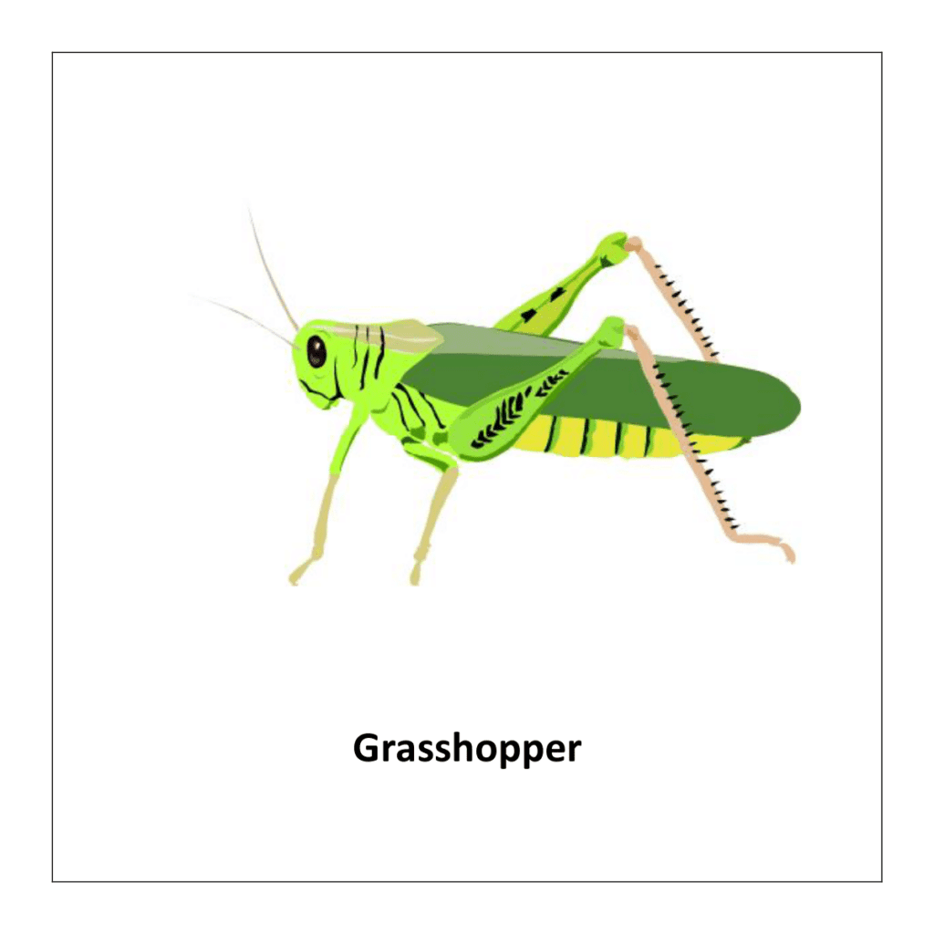 Grasshopper: insects flashcards free printable