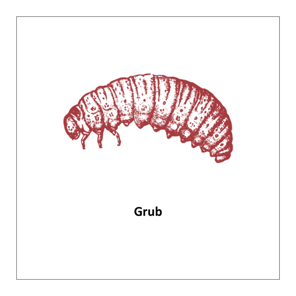 Grub