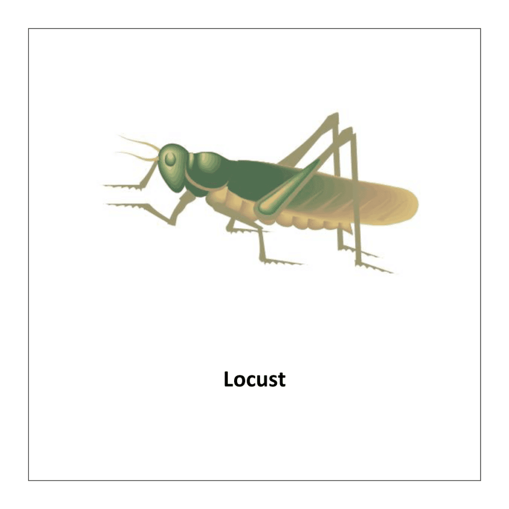  Locust