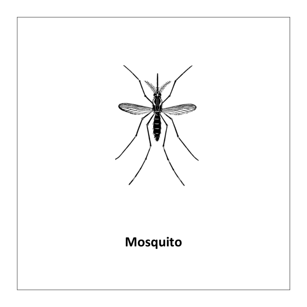 Mosquito