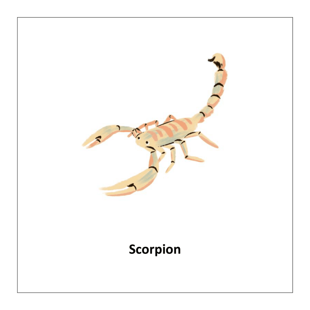 Scorpion