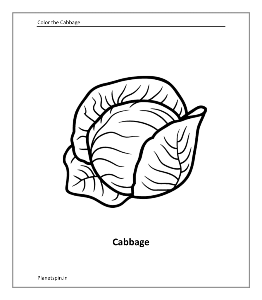 Vegetable coloring sheet: Cabbage