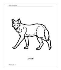 Jackal coloring sheet