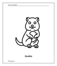 Quokka coloring sheet