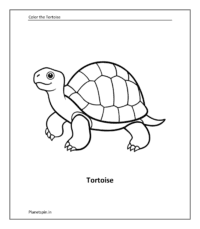 Tortoise coloring sheet