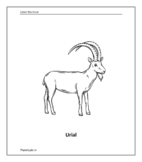 Urial coloring sheet