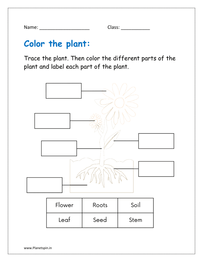 Trace the plant. Then color the different parts of the plant and label each part of the plant.