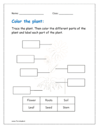 Trace the plant. Then color the different parts of the plant and label each part of the plant.