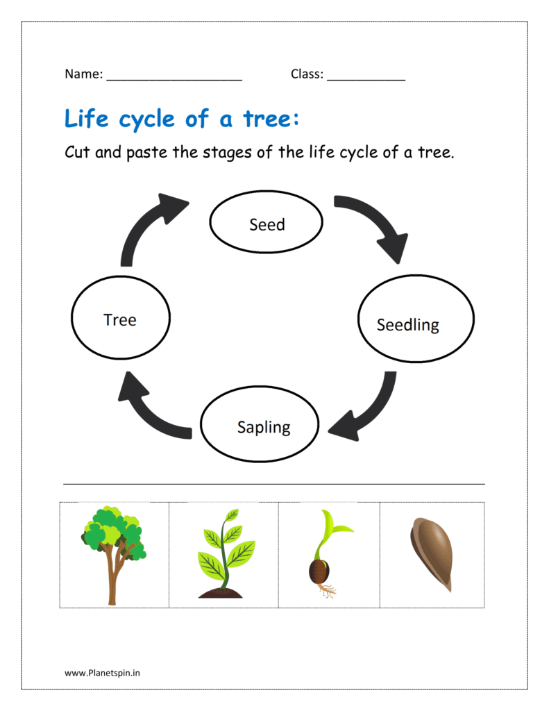 Cut and paste the stages of the life cycle of a tree.