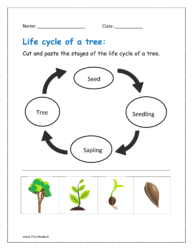 Cut and paste the stages of the life cycle of a tree.