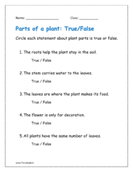 Circle each statement about plant parts is true or false on worksheet.