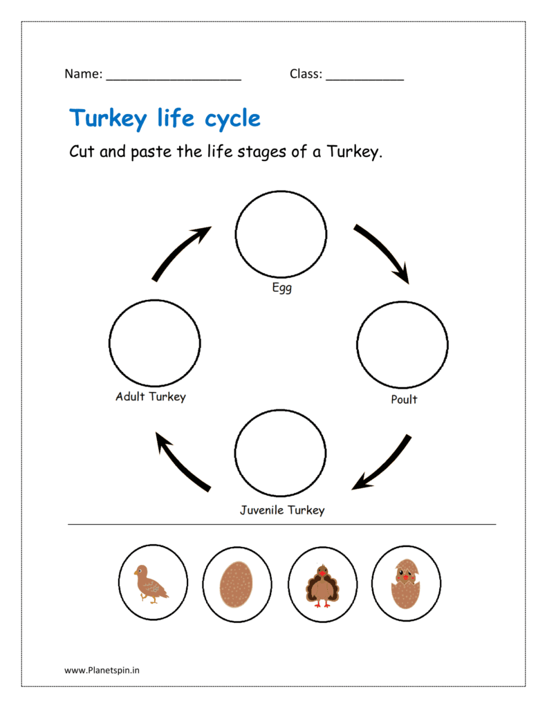 Turkey life cycle