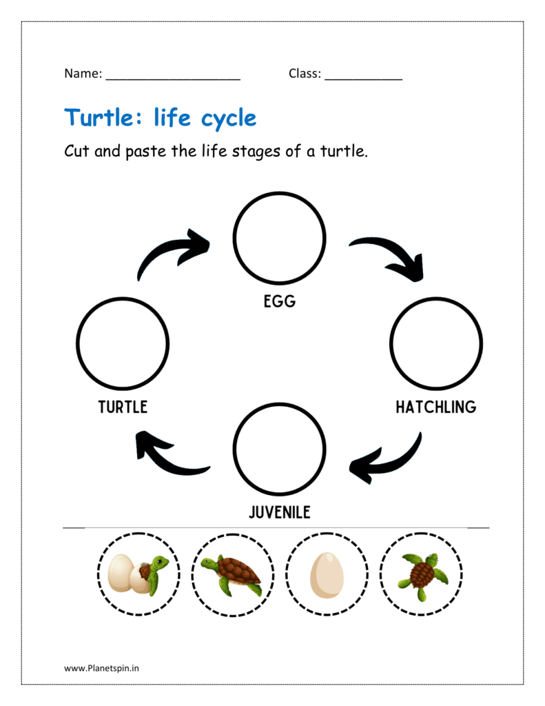 Cut and paste the life stages of a turtle.