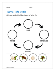 Cut and paste the life stages of a turtle.