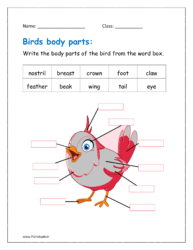 Write the body parts of the bird from the word box in the worksheet.