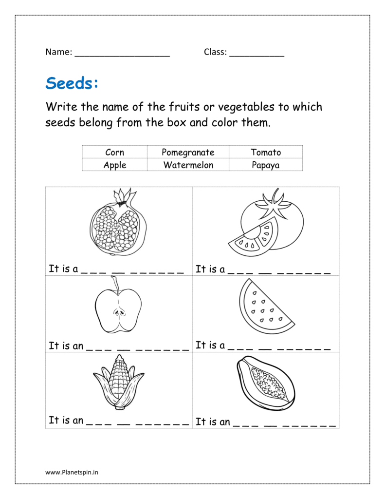 identify seeds from trees worksheet