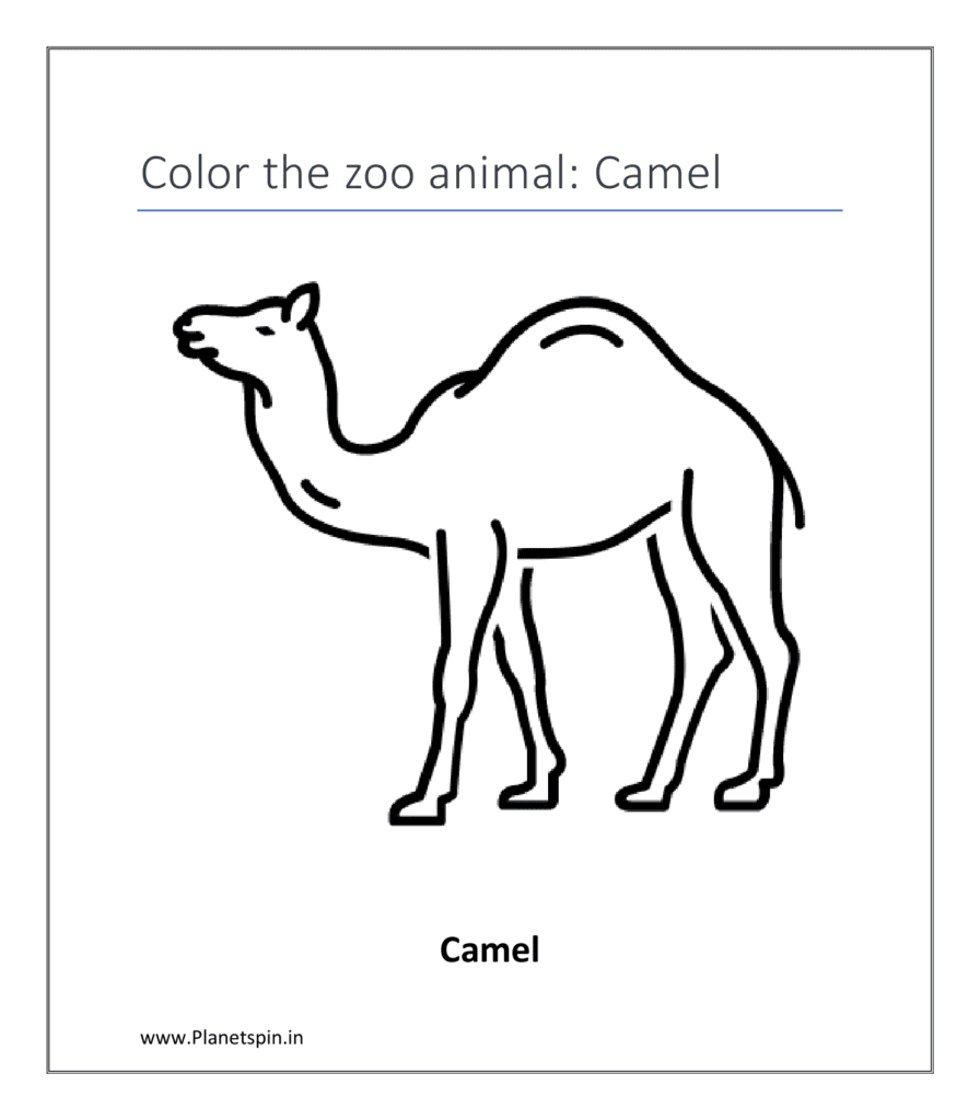 Camel