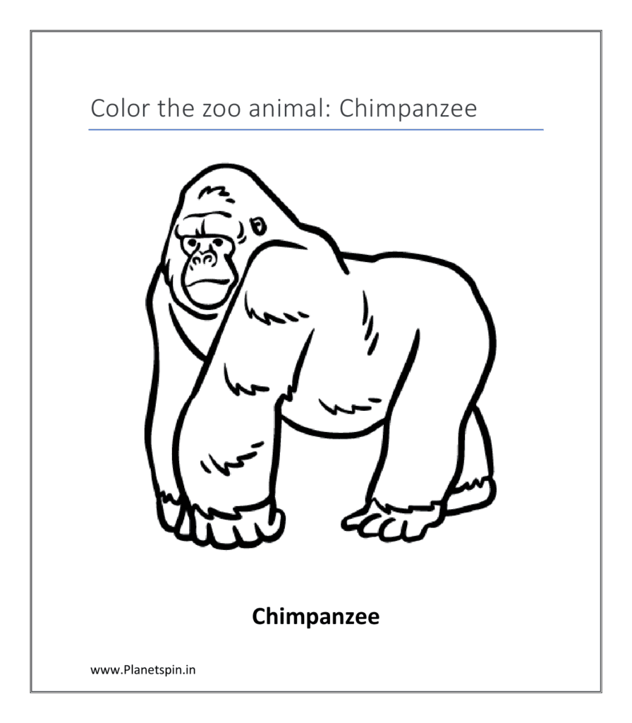 Chimpanzee