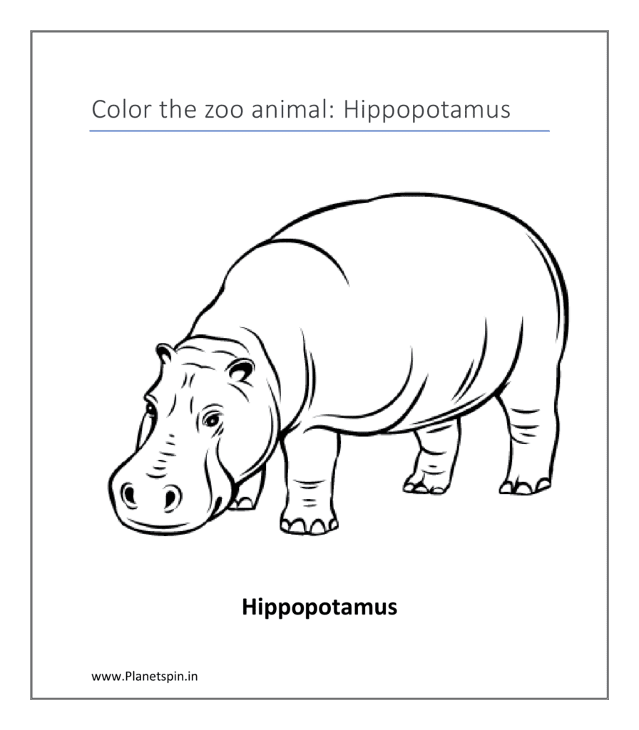 Hippopotamus